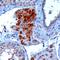 SECIS Binding Protein 2 antibody, orb19334, Biorbyt, Immunohistochemistry paraffin image 