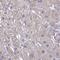 Neurensin 1 antibody, HPA061006, Atlas Antibodies, Immunohistochemistry frozen image 