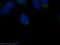 Intraflagellar Transport 57 antibody, 11083-1-AP, Proteintech Group, Immunofluorescence image 