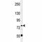 POU domain, class 2, transcription factor 1 antibody, F41637-0.4ML, NSJ Bioreagents, Western Blot image 