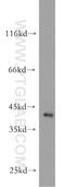 Layilin antibody, 20535-1-AP, Proteintech Group, Western Blot image 