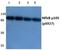 Nuclear Factor Kappa B Subunit 1 antibody, A00283S927-1, Boster Biological Technology, Western Blot image 