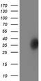 Lactamase Beta 2 antibody, TA502580, Origene, Western Blot image 