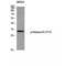 H1 Histone Family Member 0 antibody, LS-C381511, Lifespan Biosciences, Western Blot image 