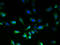 N-arachidonyl glycine receptor antibody, A59294-100, Epigentek, Immunofluorescence image 