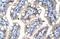 Zinc Finger Protein 785 antibody, 28-451, ProSci, Immunohistochemistry frozen image 