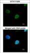 Pre-MRNA Processing Factor 19 antibody, GTX111233, GeneTex, Immunocytochemistry image 