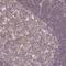 FAM228B antibody, HPA052598, Atlas Antibodies, Immunohistochemistry paraffin image 