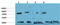 Tubulin Gamma 1 antibody, STJ97759, St John