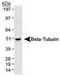Tubulin antibody, TA301569, Origene, Western Blot image 