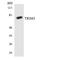 Tripartite Motif Containing 3 antibody, LS-C292198, Lifespan Biosciences, Western Blot image 