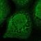 RAMP antibody, NBP1-84685, Novus Biologicals, Immunofluorescence image 