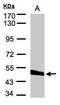 Carboxypeptidase Vitellogenic Like antibody, PA5-21717, Invitrogen Antibodies, Western Blot image 