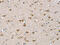 Chondroitin Sulfate Proteoglycan 4 antibody, CSB-PA575237, Cusabio, Immunohistochemistry paraffin image 