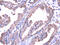 SRSF Protein Kinase 1 antibody, CSB-PA949848, Cusabio, Immunohistochemistry frozen image 