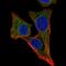 Chitobiosyldiphosphodolichol beta-mannosyltransferase antibody, HPA060392, Atlas Antibodies, Immunofluorescence image 