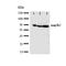 Mitogen-Activated Protein Kinase Kinase Kinase 2 antibody, orb47966, Biorbyt, Western Blot image 