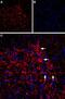 Inositol 1,4,5-Trisphosphate Receptor Type 2 antibody, GTX54772, GeneTex, Immunohistochemistry frozen image 