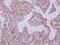 Dihydrouridine Synthase 2 antibody, NBP2-16234, Novus Biologicals, Immunohistochemistry frozen image 
