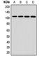 Protocadherin Alpha 12 antibody, LS-C668890, Lifespan Biosciences, Western Blot image 
