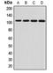 Protocadherin alpha-12 antibody, LS-C668890, Lifespan Biosciences, Western Blot image 