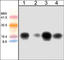 Cell Division Cycle 42 antibody, CM1521, ECM Biosciences, Western Blot image 