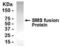 Spermine Synthase antibody, XW-7691, ProSci, Western Blot image 