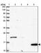 Mitochondrial Ribosomal Protein L34 antibody, PA5-61922, Invitrogen Antibodies, Western Blot image 