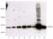 14-3-3 Eta antibody, BML-SA476-0025, Enzo Life Sciences, Western Blot image 