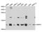 Small Nuclear Ribonucleoprotein Polypeptide E antibody, orb167394, Biorbyt, Western Blot image 