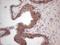 Laminin Subunit Alpha 4 antibody, NBP2-45582, Novus Biologicals, Western Blot image 