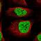 CREB Regulated Transcription Coactivator 2 antibody, NBP1-86925, Novus Biologicals, Immunofluorescence image 