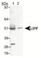Lipase F, Gastric Type antibody, NB110-60930, Novus Biologicals, Western Blot image 