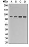 MTOR Associated Protein, LST8 Homolog antibody, orb378179, Biorbyt, Western Blot image 