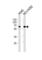 ATPase Family AAA Domain Containing 3A antibody, abx034984, Abbexa, Western Blot image 