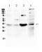 Uracil DNA Glycosylase antibody, A01672-1, Boster Biological Technology, Western Blot image 