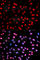 Extra Spindle Pole Bodies Like 1, Separase antibody, AP0469, ABclonal Technology, Immunofluorescence image 