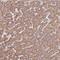 Phosphoglycolate Phosphatase antibody, NBP2-30549, Novus Biologicals, Immunohistochemistry frozen image 