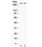 B120 antibody, R31797, NSJ Bioreagents, Western Blot image 