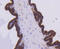 Egl-9 Family Hypoxia Inducible Factor 2 antibody, 14-021, ProSci, Immunohistochemistry paraffin image 