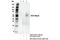Natural Cytotoxicity Triggering Receptor 1 antibody, 23732S, Cell Signaling Technology, Immunoprecipitation image 