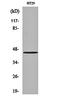 G Protein-Coupled Receptor 34 antibody, orb161226, Biorbyt, Western Blot image 