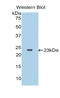 Interleukin 37 antibody, LS-C294811, Lifespan Biosciences, Western Blot image 