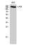 c-Kit antibody, STJ92297, St John