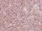 Cytochrome C Oxidase Subunit 4I1 antibody, PA5-29992, Invitrogen Antibodies, Immunohistochemistry frozen image 