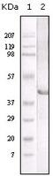 Lipase A, Lysosomal Acid Type antibody, 32-185, ProSci, Western Blot image 