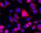 ATM Serine/Threonine Kinase antibody, MAB22901, R&D Systems, Immunofluorescence image 