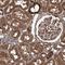 Serine protease HTRA1 antibody, NBP1-81654, Novus Biologicals, Immunohistochemistry frozen image 