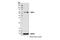 Thioredoxin Reductase 1 antibody, 15140S, Cell Signaling Technology, Western Blot image 