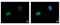 Nuclear Prelamin A Recognition Factor antibody, GTX115913, GeneTex, Immunocytochemistry image 